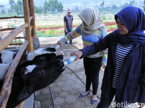 Ciwidey Punya Wisata Menyusui Anak Sapi