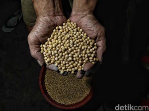 Mendag Pastikan Harga Kedelai Tak Naik Meski Dolar AS Ngamuk