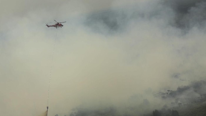885 Hektare Hutan Jambi Terbakar, Ini Sebarannya