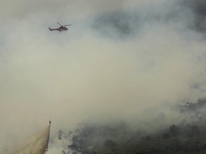 885 Hektare Hutan Jambi Terbakar, Ini Sebarannya