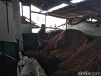 Begini Proses Pengolahan Biji Kopi di Pabrik Kopi yang Berusia Seabad 