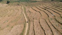 Penampakan sawah-sawah yang mengering di Kawengen, Ungaran Timur, Kabupaten Semarang, Jawa Tengah, Rabu (1/8/2018). Antara Foto/Aditya Pradana Putra.