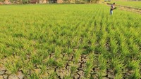 Para petani di desa Santing, Losarang, Indramayu, Jawa Barat pun terancam gagal panen akibat kekeringan. Mereka mengatakan memasuki musim kemarau pasokan air bersih semakin sulit didapatkan dan mengancam kehidupan panen mereka. Antara Foto/Dedhez Anggara.