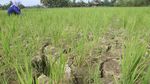 Kemarau Tiba, Beberapa Daerah di Indonesia Terancam Kekeringan