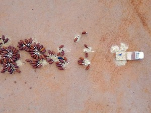 Cerita di Tanah Kering Australia