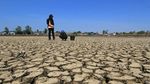 Kemarau Tiba, Beberapa Daerah di Indonesia Terancam Kekeringan