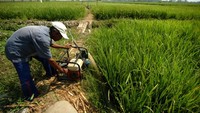 Hal serupa terjadi di Desa Kedung Kelor, Kabupaten Tegal, Jawa Tengah. Puluhan hektar sawah di daerah tersebut mulai mengalami kekeringan selama satu bulan terakhir sehingga terancam gagal panen. Antara Foto/Oky Lukmansyah.
