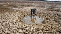 Waduk Botok mengering di kawasan Kedawung, Sragen, Jawa Tengah. Kondisi waduk tersebut mengering akibat musim kemarau dan mengancam 2.488 hektar lahan pertanian di 13 desa daerah irigasi Waduk Botok. Antara Foto/Mohammad Ayudha.