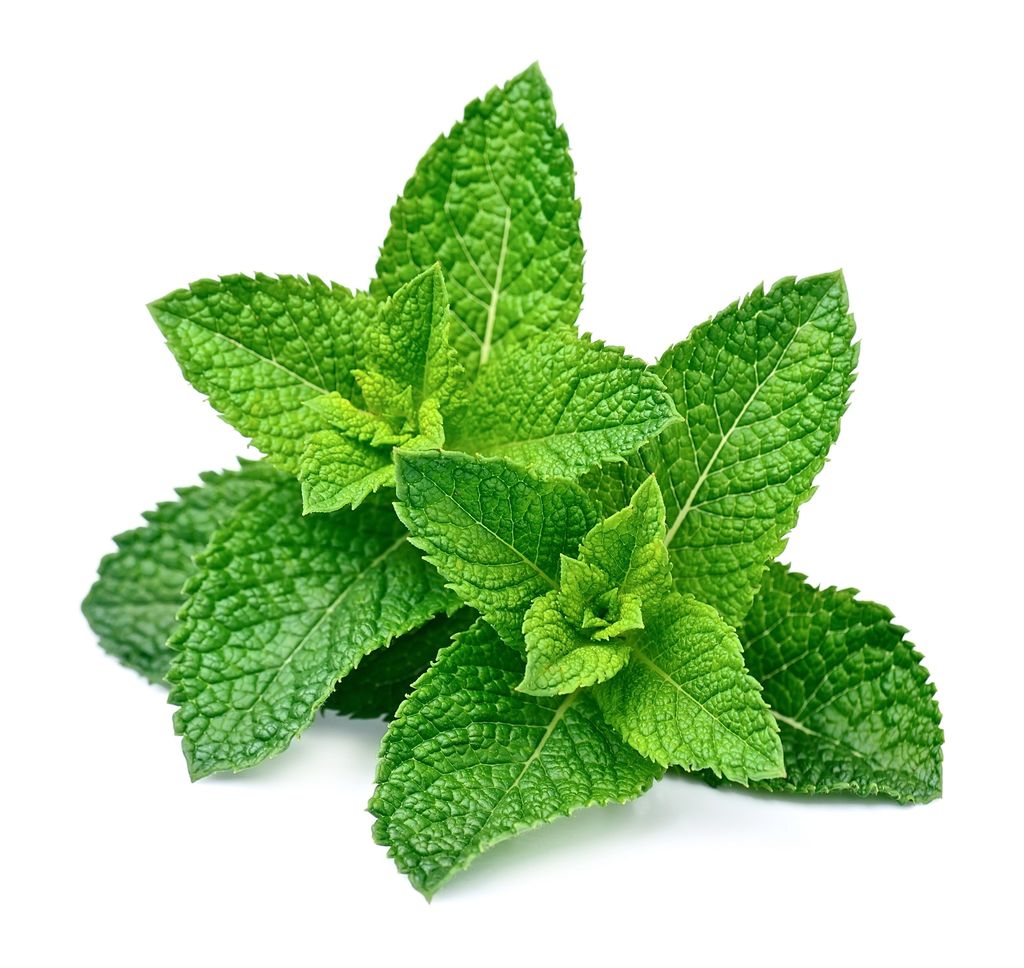 Mint leaf close up on a white background