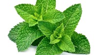 Wangi mint telah terbukti meningkatkan memori kognitif, entah ketika tercium lewat hidung atau mulut. Selain itu, mint juga bisa membantu meningkatkan ambang nyeri. (Foto: Thinkstock)