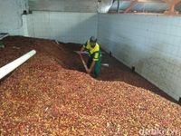 Di Pabrik Kopi Ini Tiap Hari Diolah 150 Kg Green Bean Jadi Bubuk Kopi