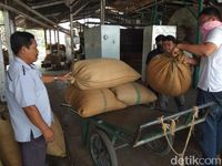 Di Pabrik Kopi Ini Tiap Hari Diolah 150 Kg Green Bean Jadi Bubuk Kopi