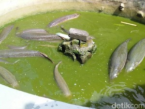 Pidana Mengintai, Warga Pangandaran Rela Ikan Aligator Dimusnahkan