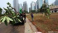 Para pekerja tengah menanam pohon.