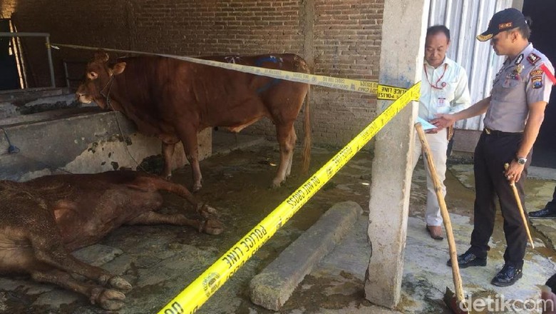 84+ Cara Membuat Gambar Hewan Sapi Gratis Terbaru