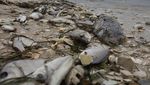 Gelombang Alga Merah Ancam Kehidupan Laut di Pantai Florida