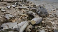 Beberapa waktu belakangan ini Pantai Florida, Amerika Serikat, dipenuhi dengan bangkai-bangkai makhluk laut yang mati akibat racun alga merah. Joe Raedle/Getty Images.