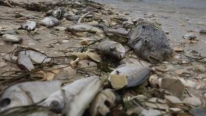Gelombang Alga Merah Ancam Kehidupan Laut di Pantai Florida