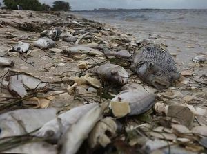 Gelombang Alga Merah Ancam Kehidupan Laut di Pantai Florida