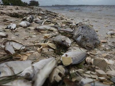 Gelombang Alga Merah Ancam Kehidupan Laut di Pantai Florida