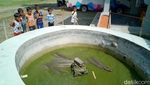 Ini Ikan Aligator yang Disita dari Pehobi di Pangandaran