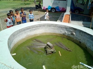 Aligator yang akan Dimusnahkan Meriahkan Festival Ikan di Ciamis