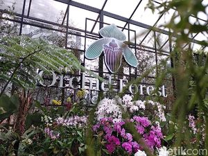 Rasakan Sensasi Konser Musik Tengah Hutan di Orchid Forest Cikole