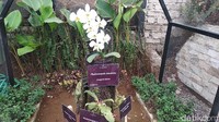 Orchid Forrest juga tambah lengkap dengan banyaknya spot swafoto. Lebih dari 10 spot foto yang instagramable dapat ditemui di lokasi ini. (Dony/detikTravel)