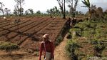Bunga Abadi di Puncak Gunung Ciremai Kemarau Ini