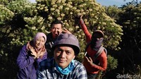 Koloni bunga Edelweiss dapat ditemui di batas vegetasi tanaman keras dengan puncak Gunung Ciremai (Muhammad Idris/detikTravel)