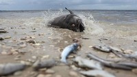 Fenomena alga merah di Florida disebabkan oleh dinoflagellata berjenis Karenia brevis yang dapat membunuh ikan, burung, mamalia laut, dan menyebabkan penyakit pada manusia. Joe Raedle/Getty Images.