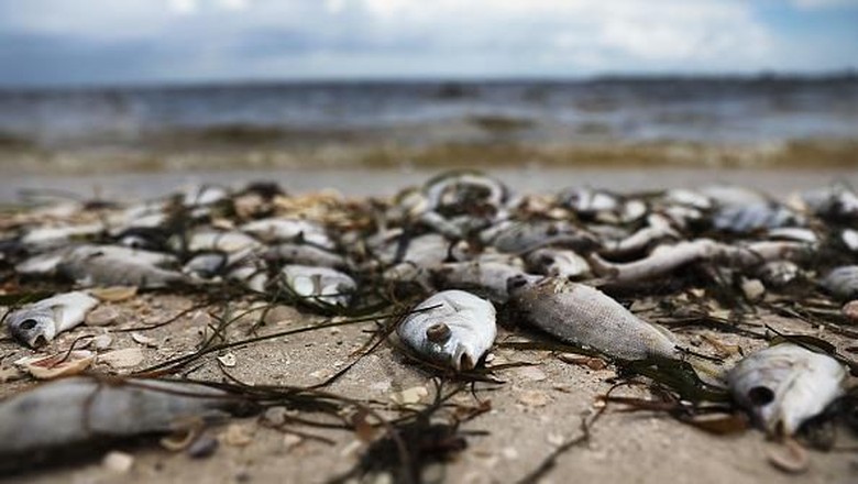 Gelombang Alga Merah Ancam Kehidupan Laut Di Pantai Florida