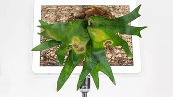 Foto: monsieurplant