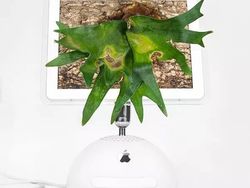 Keren! Pria Ini Ubah Komputer Apple Bekas Jadi Pot Tanaman