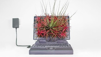 Foto: monsieurplant
