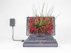 Keren! Pria Ini Ubah Komputer Apple Bekas Jadi Pot Tanaman