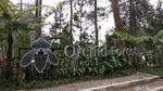 Foto: Ratusan Jenis Anggrek Cantik Asli Indonesia Ada di Hutan Ini