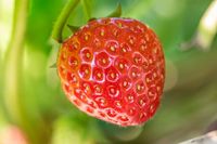Strawberry Bisa Bantu Turunkan Berat Badan, Ini 5 Faktanya