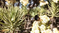 Selain sedang mekar-mekarnya saat kemarau, banyak tawon yang hinggap di bunga Edelweiss sehingga menambah keindahan bunga tersebut (Muhammad Idris/detikTravel)