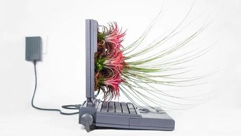 Foto: monsieurplant