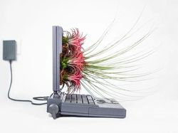 Keren! Pria Ini Ubah Komputer Apple Bekas Jadi Pot Tanaman