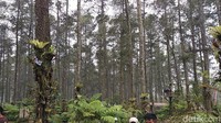 Bunga anggrek di Orchid Forest ini cukup unik. Bunga digantung pada pohon - pohon pinus yang memang memenuhi area tersebut. (Dony/detikTravel)
