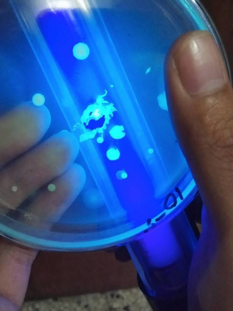 Mahasiswa Unibraw Temukan Bahan Alternatif Tinta Bolpoin dari Bakteri Mahasiswa Unibraw Temukan Bahan Alternatif Tinta Bolpoin dari Bakteri