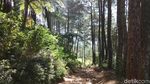 Bunga Abadi di Puncak Gunung Ciremai Kemarau Ini