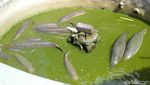 Ini Ikan Aligator yang Disita dari Pehobi di Pangandaran