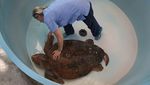 Gelombang Alga Merah Ancam Kehidupan Laut di Pantai Florida