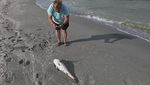 Gelombang Alga Merah Ancam Kehidupan Laut di Pantai Florida