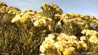 Puncak Gunung Ciremai jadi salah satu lokasi terbaik di Indonesia melihat mekarnya bunga Edelweiss (Muhammad Idris/detikTravel)