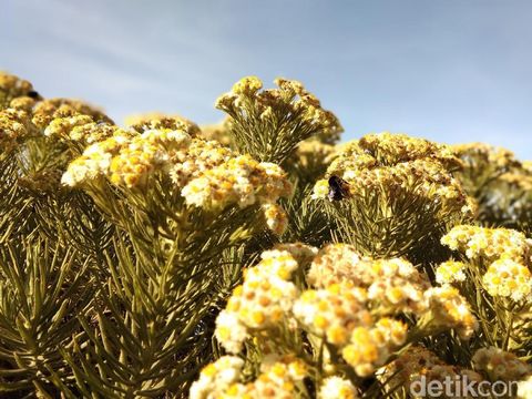 5 Fakta Gunung Ciremai, Gunung Tertinggi di Jawa Barat