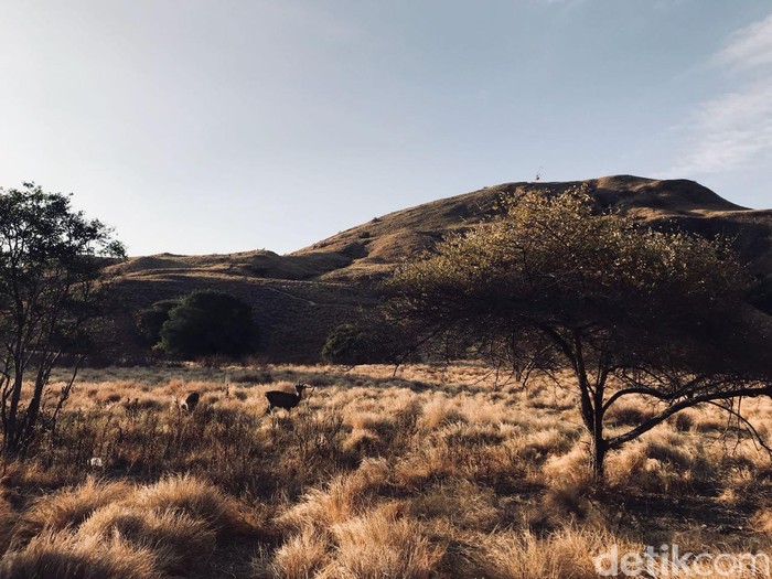 Gili Lawa di Taman Nasional Komodo. Foto: (Indah Novita Sari/detikTravel) Gili Lawa di Taman Nasional Komodo. Foto: (Indah Novita Sari/detikTravel)